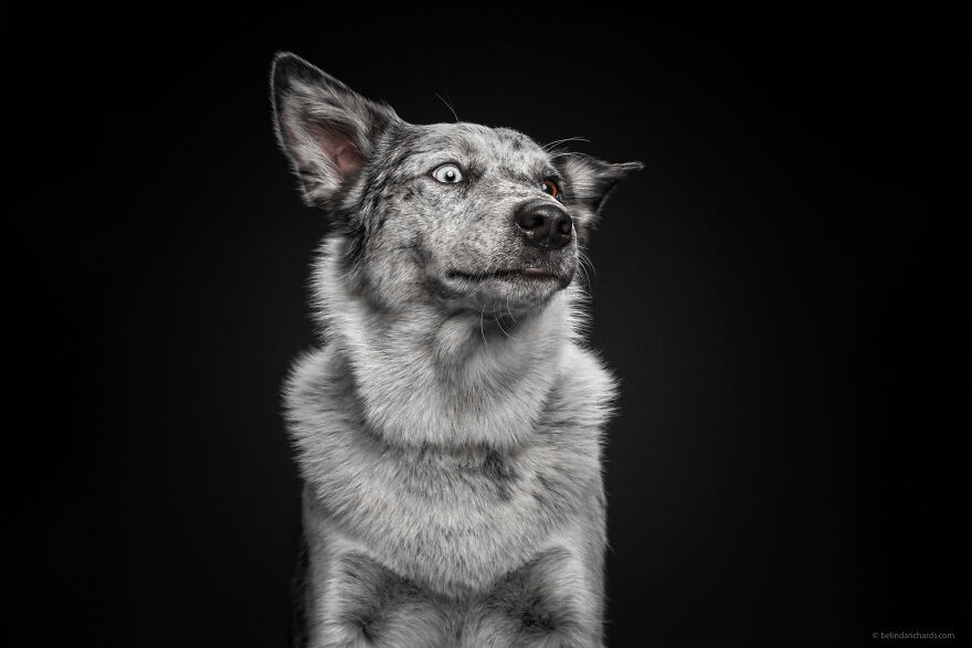 29 Heartwarming 'School Portraits' Of A Goofy Dog Called Winston. 29 Heartwarming 'School Portraits' Of A Goofy Dog Called Winston.
