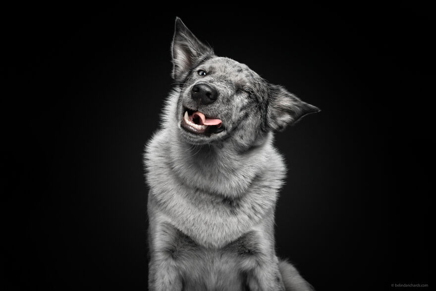 29 Heartwarming 'School Portraits' Of A Goofy Dog Called Winston. 29 Heartwarming 'School Portraits' Of A Goofy Dog Called Winston.