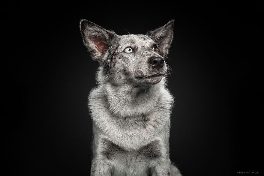 29 Heartwarming 'School Portraits' Of A Goofy Dog Called Winston. 29 Heartwarming 'School Portraits' Of A Goofy Dog Called Winston.