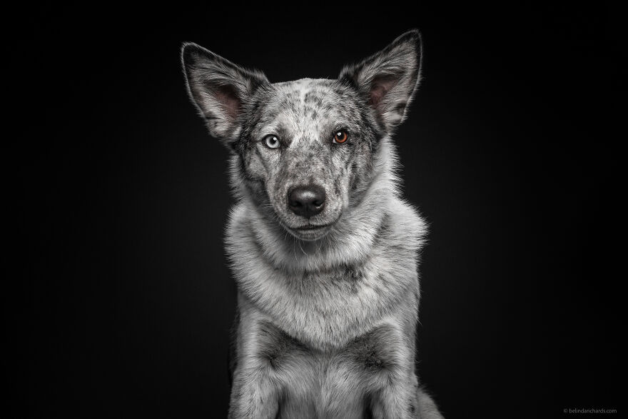 29 Heartwarming 'School Portraits' Of A Goofy Dog Called Winston. 29 Heartwarming 'School Portraits' Of A Goofy Dog Called Winston.