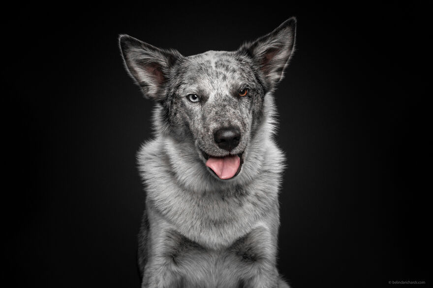 29 Heartwarming 'School Portraits' Of A Goofy Dog Called Winston. 29 Heartwarming 'School Portraits' Of A Goofy Dog Called Winston.