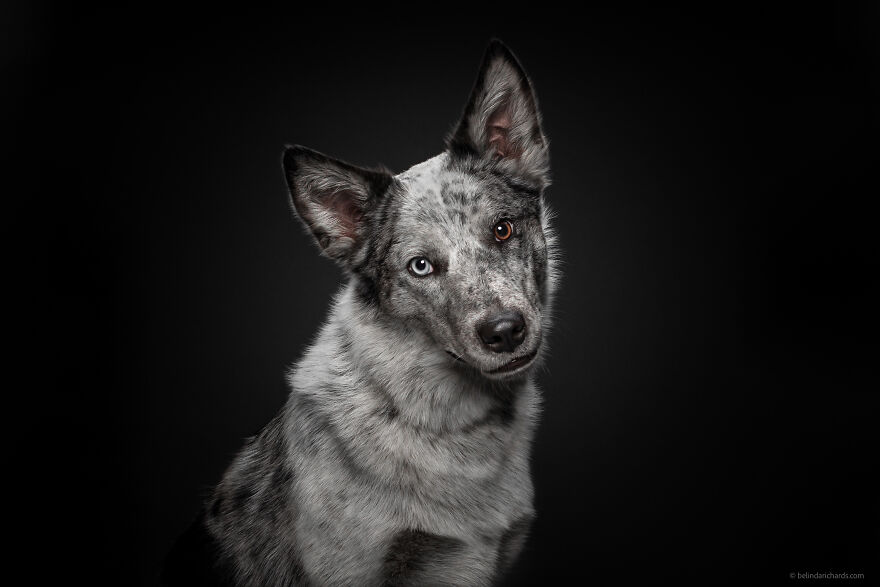 29 Heartwarming 'School Portraits' Of A Goofy Dog Called Winston. 29 Heartwarming 'School Portraits' Of A Goofy Dog Called Winston.
