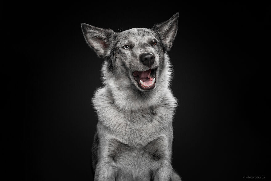 29 Heartwarming 'School Portraits' Of A Goofy Dog Called Winston. 29 Heartwarming 'School Portraits' Of A Goofy Dog Called Winston.