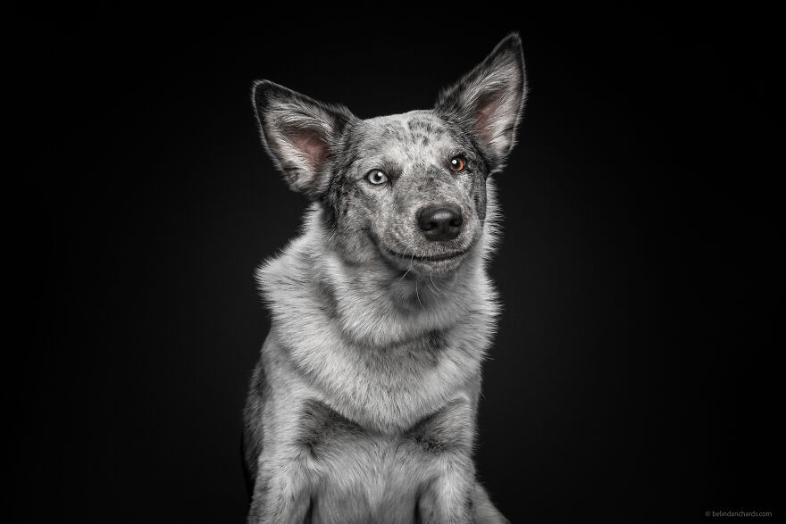 29 Heartwarming 'School Portraits' Of A Goofy Dog Called Winston. 29 Heartwarming 'School Portraits' Of A Goofy Dog Called Winston.