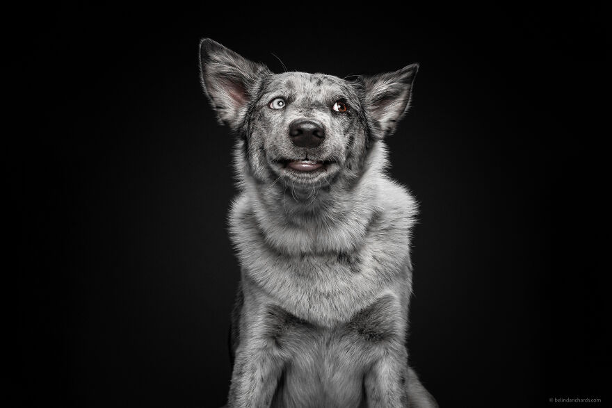29 Heartwarming 'School Portraits' Of A Goofy Dog Called Winston. 29 Heartwarming 'School Portraits' Of A Goofy Dog Called Winston.