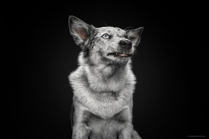 29 Heartwarming 'School Portraits' Of A Goofy Dog Called Winston. 29 Heartwarming 'School Portraits' Of A Goofy Dog Called Winston.