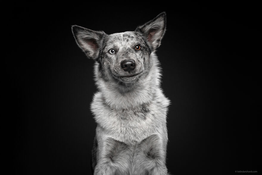 29 Heartwarming 'School Portraits' Of A Goofy Dog Called Winston. 29 Heartwarming 'School Portraits' Of A Goofy Dog Called Winston.