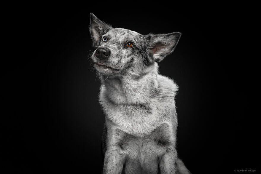 29 Heartwarming 'School Portraits' Of A Goofy Dog Called Winston. 29 Heartwarming 'School Portraits' Of A Goofy Dog Called Winston.