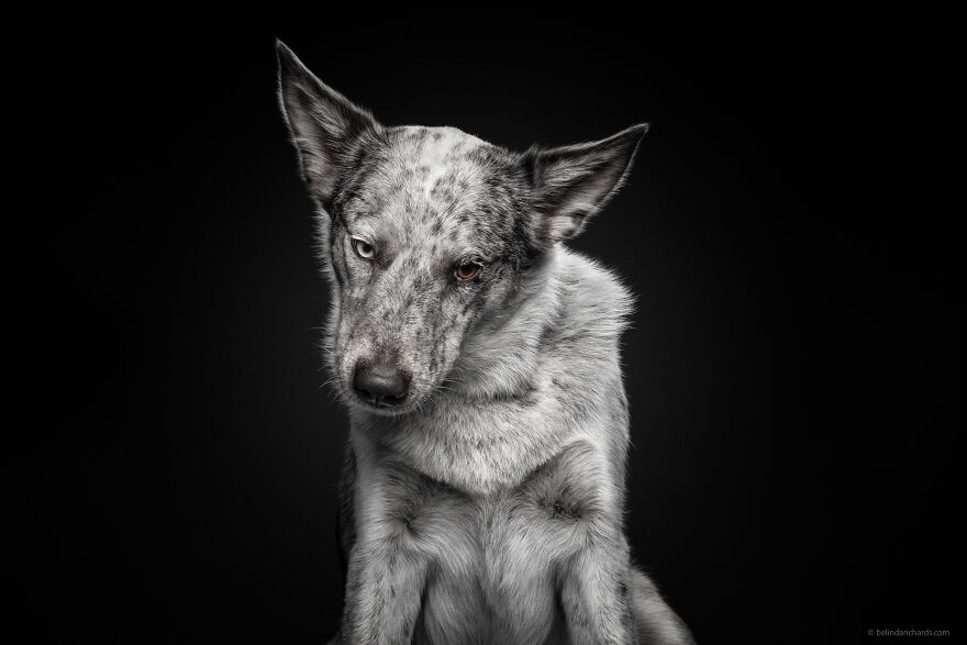 29 Heartwarming 'School Portraits' Of A Goofy Dog Called Winston. 29 Heartwarming 'School Portraits' Of A Goofy Dog Called Winston.