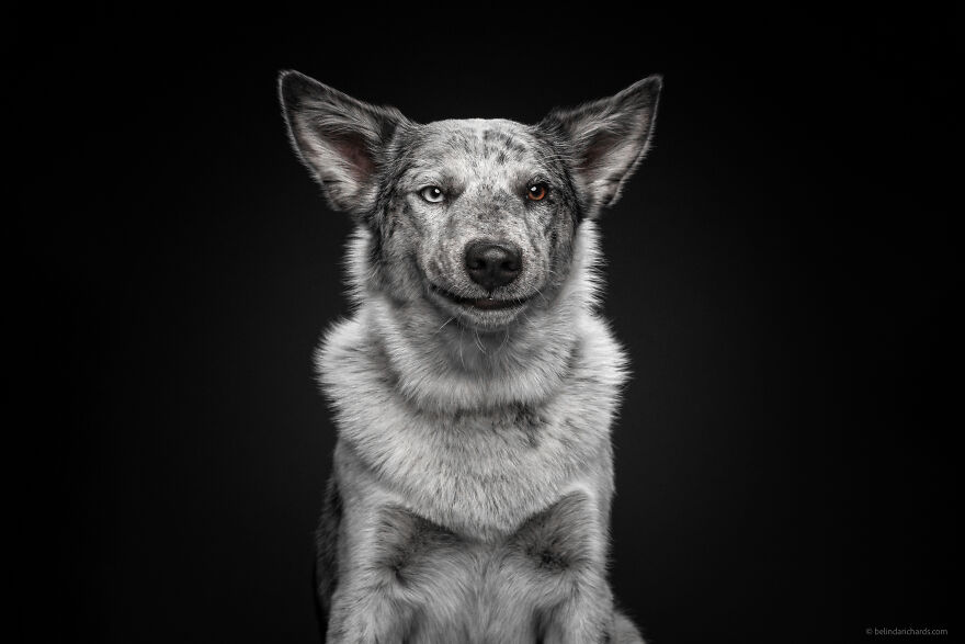 29 Heartwarming 'School Portraits' Of A Goofy Dog Called Winston. 29 Heartwarming 'School Portraits' Of A Goofy Dog Called Winston.