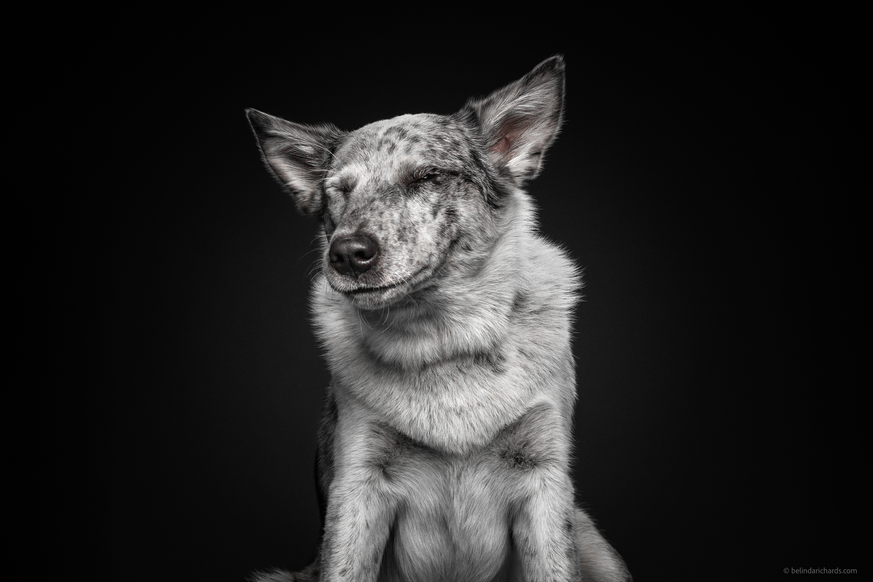 29 Heartwarming ‘School Portraits’ Of A Goofy Dog Called Winston.