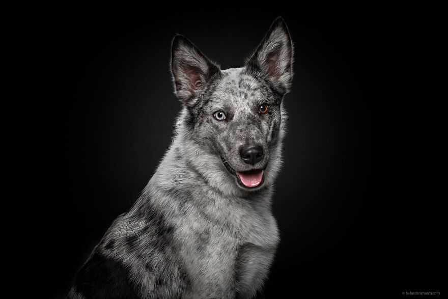 29 Heartwarming 'School Portraits' Of A Goofy Dog Called Winston. 29 Heartwarming 'School Portraits' Of A Goofy Dog Called Winston.