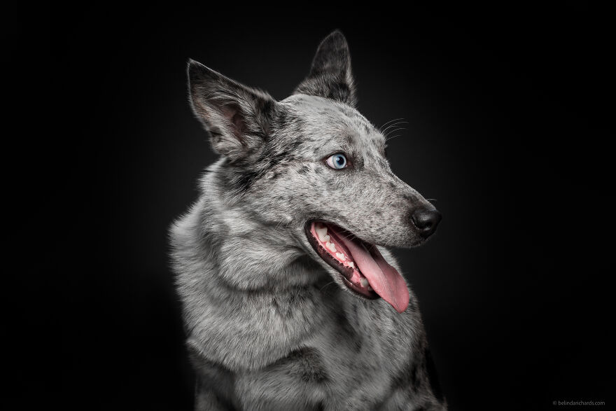 29 Heartwarming 'School Portraits' Of A Goofy Dog Called Winston. 29 Heartwarming 'School Portraits' Of A Goofy Dog Called Winston.
