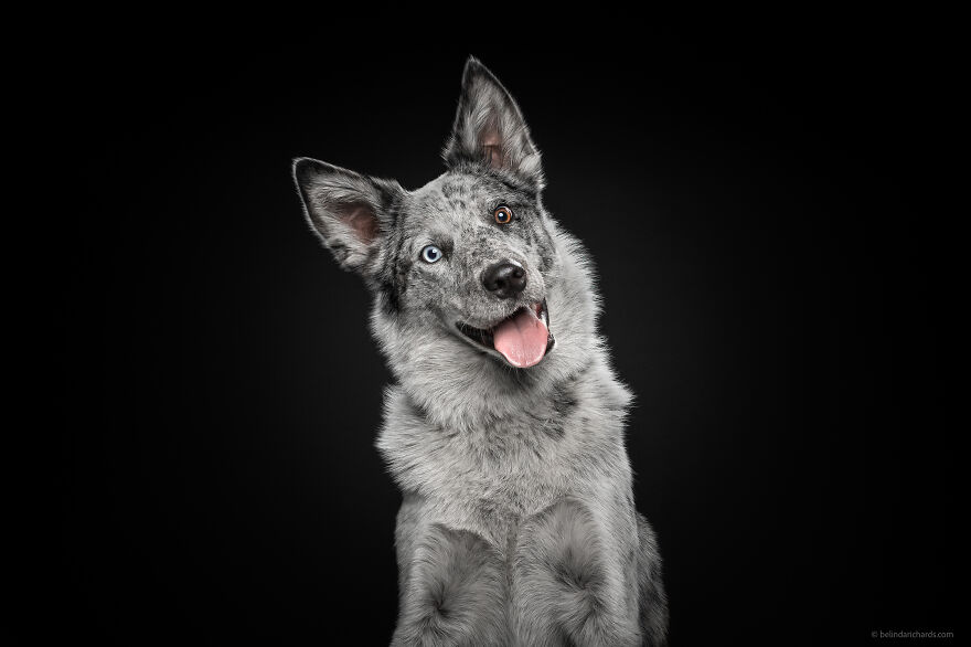 29 Heartwarming 'School Portraits' Of A Goofy Dog Called Winston. 29 Heartwarming 'School Portraits' Of A Goofy Dog Called Winston.