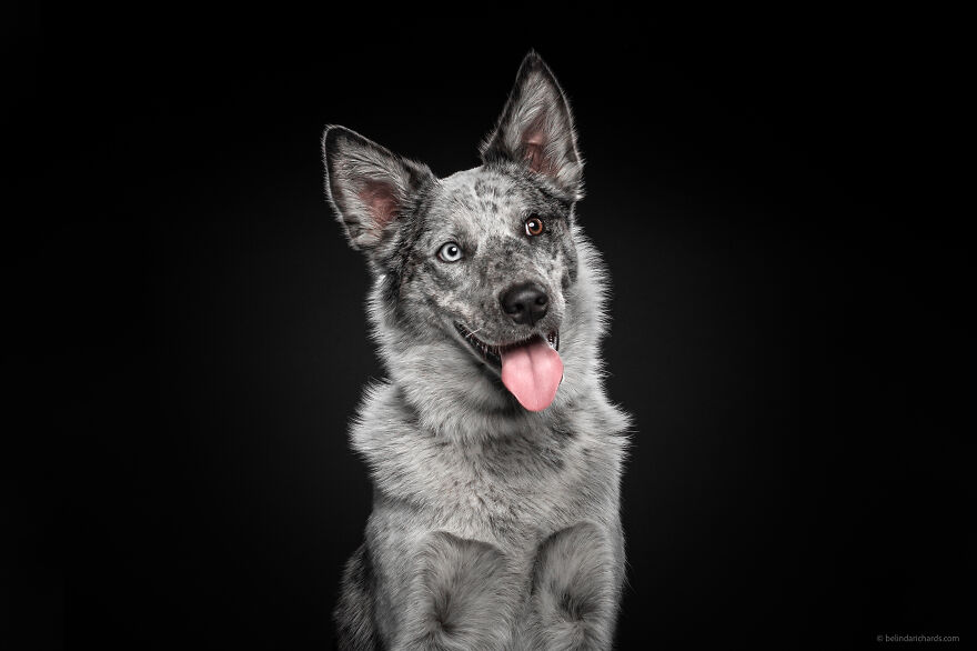 29 Heartwarming 'School Portraits' Of A Goofy Dog Called Winston. 29 Heartwarming 'School Portraits' Of A Goofy Dog Called Winston.