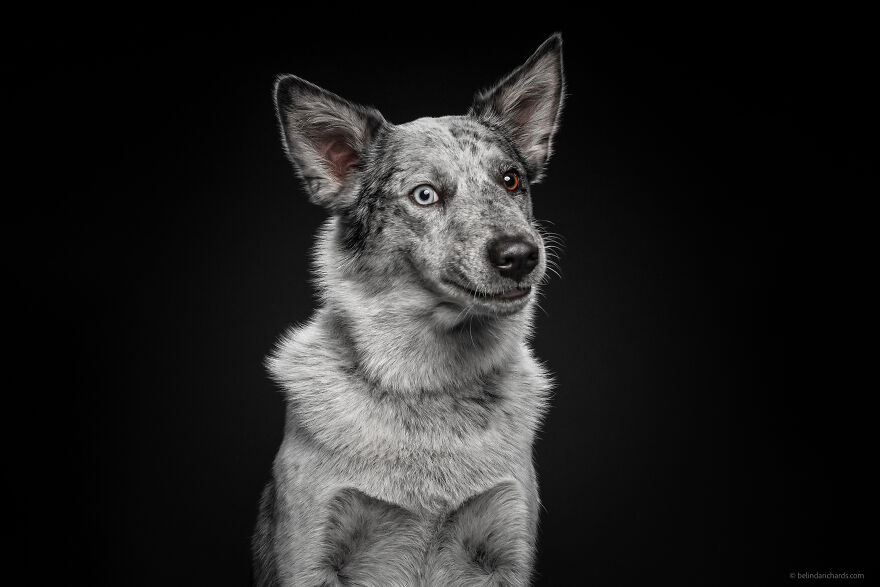 29 Heartwarming 'School Portraits' Of A Goofy Dog Called Winston. 29 Heartwarming 'School Portraits' Of A Goofy Dog Called Winston.