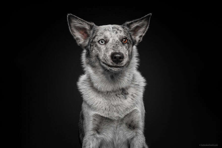29 Heartwarming 'School Portraits' Of A Goofy Dog Called Winston. 29 Heartwarming 'School Portraits' Of A Goofy Dog Called Winston.
