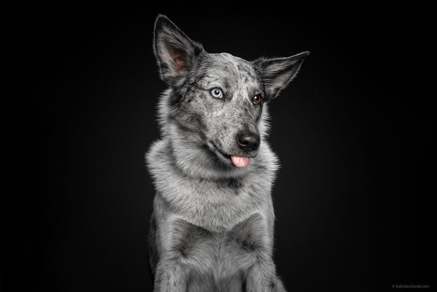 29 Heartwarming 'School Portraits' Of A Goofy Dog Called Winston. 29 Heartwarming 'School Portraits' Of A Goofy Dog Called Winston.