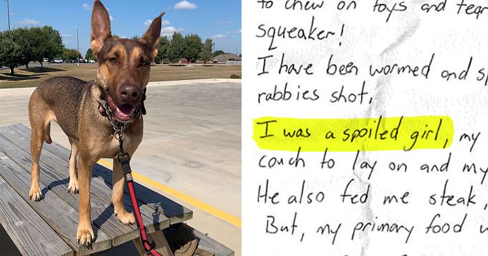 This Dog Was Found With A Heartbreaking Message In A Bottle On Her Collar