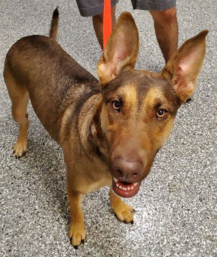 This Dog Was Found With A Heartbreaking Message In A Bottle On Her Collar This Dog Was Found With A Heartbreaking Message In A Bottle On Her Collar