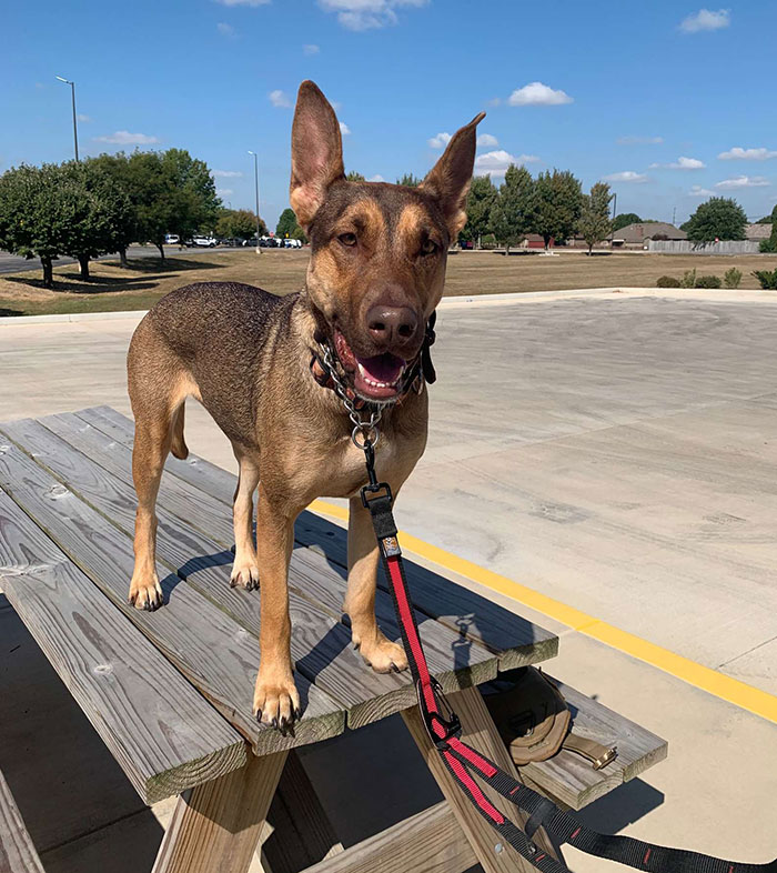 This Dog Was Found With A Heartbreaking Message In A Bottle On Her Collar