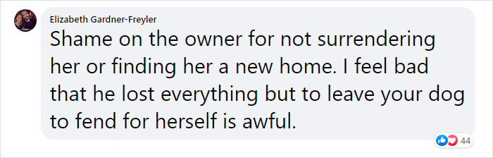 This Dog Was Found With A Heartbreaking Message In A Bottle On Her Collar