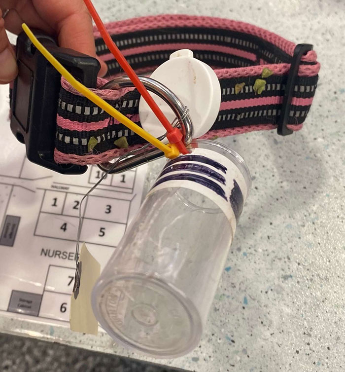 This Dog Was Found With A Heartbreaking Message In A Bottle On Her Collar This Dog Was Found With A Heartbreaking Message In A Bottle On Her Collar