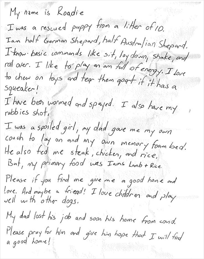 This Dog Was Found With A Heartbreaking Message In A Bottle On Her Collar