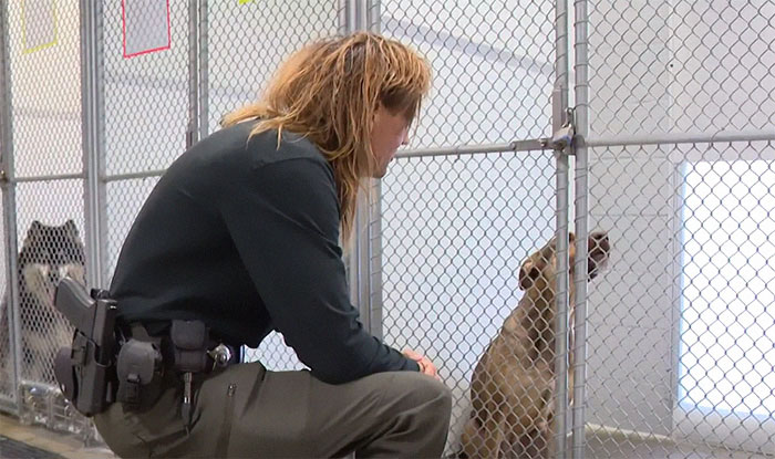 This Dog Was Found With A Heartbreaking Message In A Bottle On Her Collar