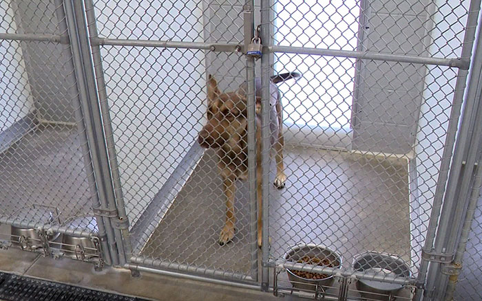 This Dog Was Found With A Heartbreaking Message In A Bottle On Her Collar