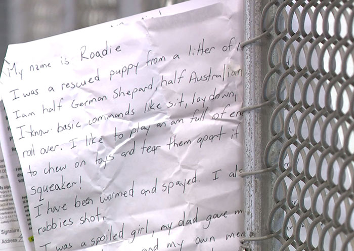 This Dog Was Found With A Heartbreaking Message In A Bottle On Her Collar This Dog Was Found With A Heartbreaking Message In A Bottle On Her Collar