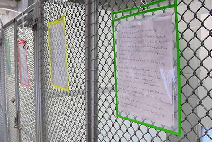 This Dog Was Found With A Heartbreaking Message In A Bottle On Her Collar