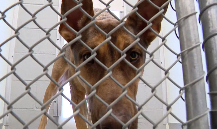 This Dog Was Found With A Heartbreaking Message In A Bottle On Her Collar This Dog Was Found With A Heartbreaking Message In A Bottle On Her Collar
