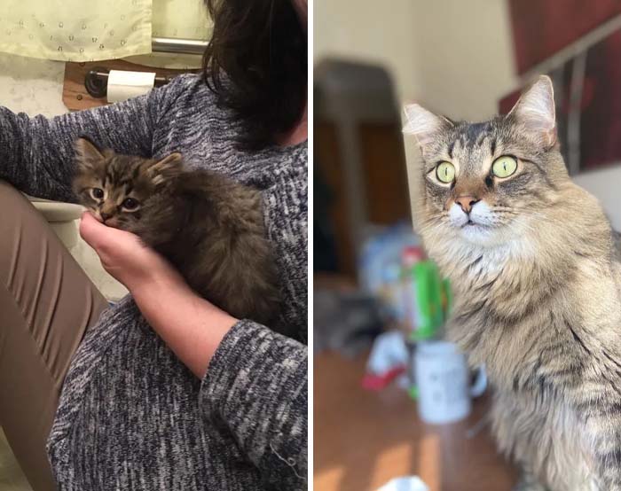 2 Years Ago Today We Rescued Edgar And His 2 Sisters... Now, He’s A Majestic And Whiny Lion