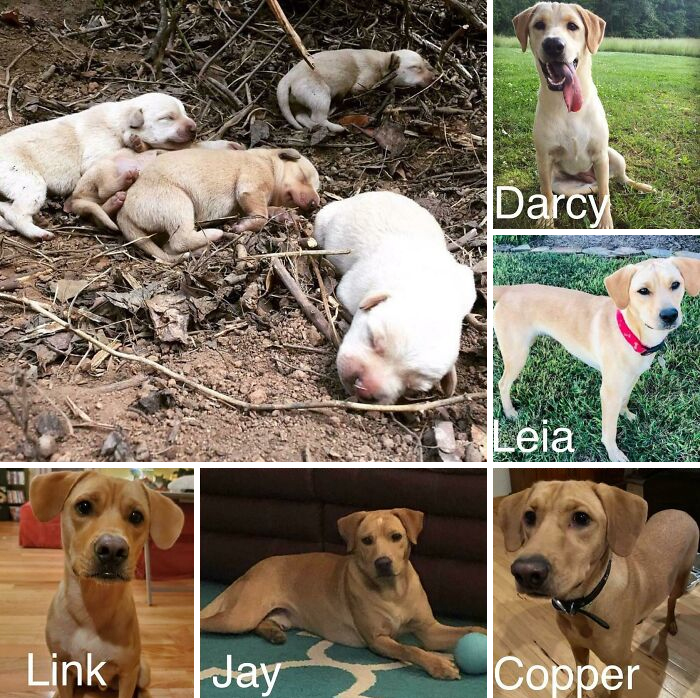 A Little Over A Year Ago, I Found The First Of Three Litters Born To A Feral Pack Of Dogs I Was Trying To Rescue. I Caught One Of The Moms And Brought Them All Home, Raised Them, And Adopted Out All But Darcy. Here They Are A Year Later