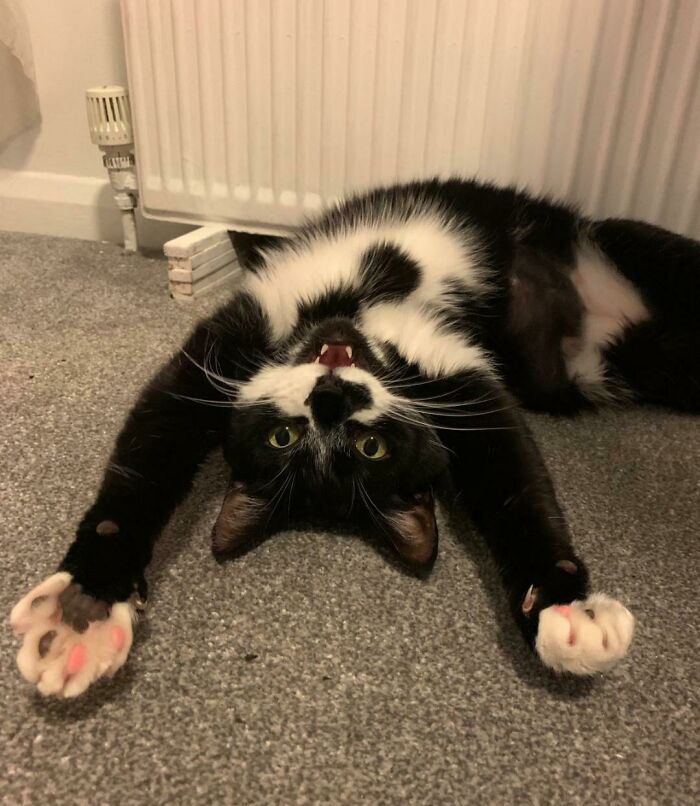 Put The Heaters On For The First Time Since Adopting Bella. She Approves