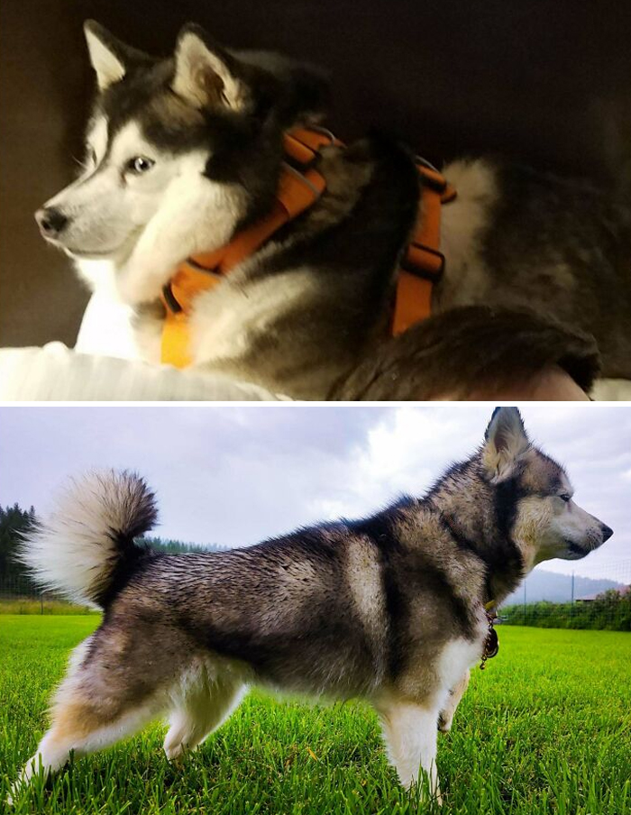 My Mill Rescue Who Made It Full Circle. Now She's Spayed And Well Muscled!