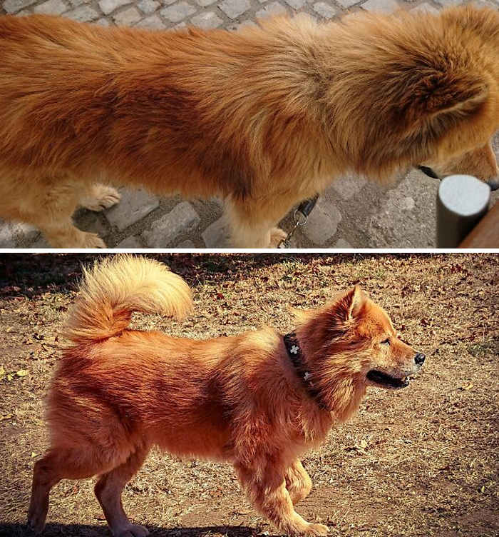 Adopted Him 2 Months Ago From A Kill Shelter In Hungary