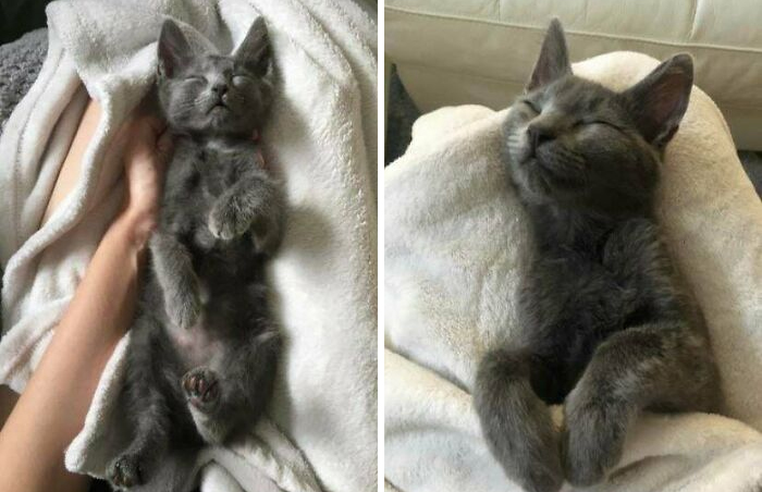 Today’s The Big Day: Little Freya Is Getting Adopted! Will Miss All Her Naps On My Lap