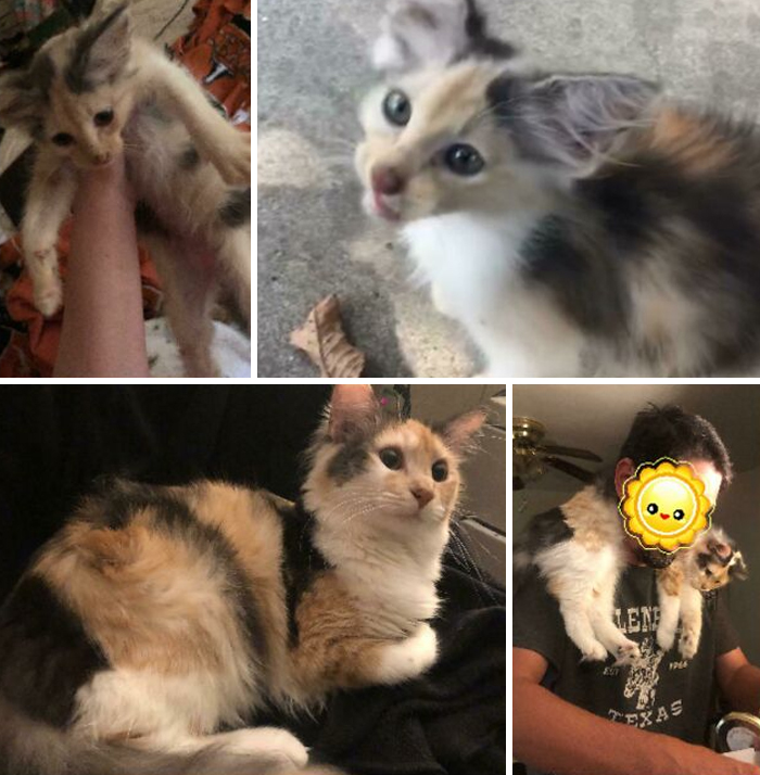 Not Really An Adoption Since She Showed Up At Our Front Door Crying To Be Let In! Meet Ammut! ~8 Weeks To 1 Year!