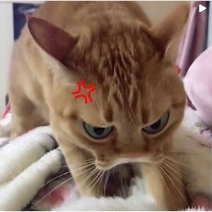 552c64c1753f7 avatar