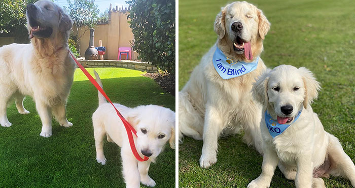 Little Golden Retriever Puppy Becomes A Guide For A Blind Dog (28 Pics)