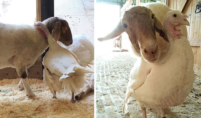 These Two Are Always Together At Freedom Farm Sanctuary