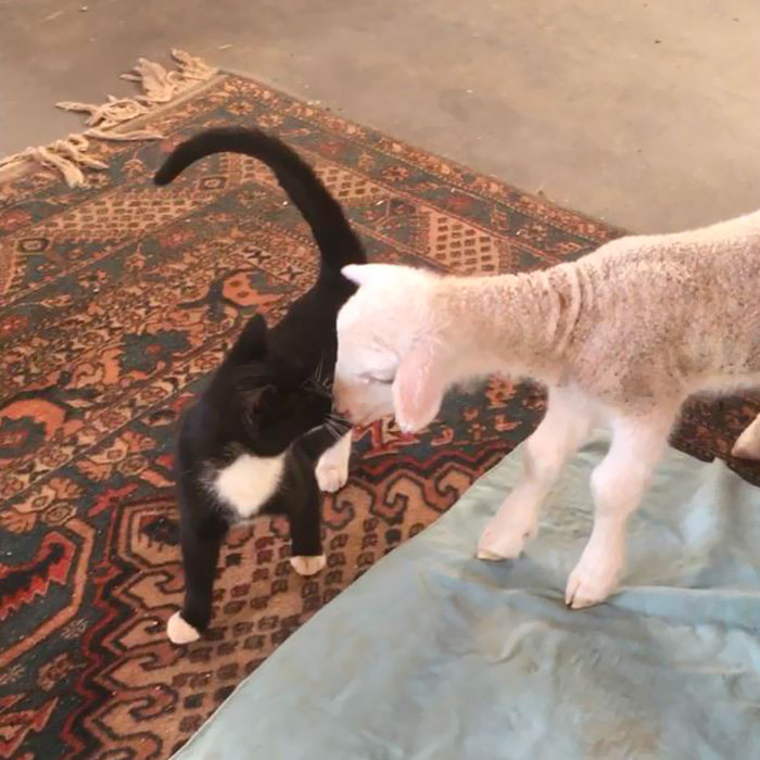 My Lamb And Kitty Shared A Kiss This Morning