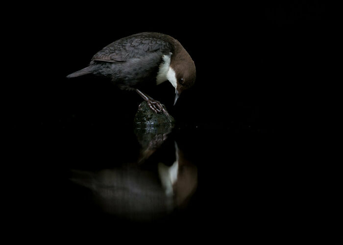 Best Portrait: Third Place, By Terje Kolaas