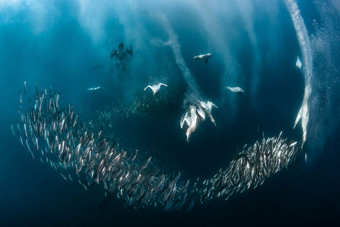 Bird Behaviour: Second Place, By Greg Lecoeur