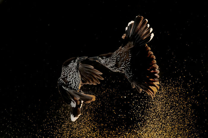Bird Behaviour: First Place, By Roelof Molenaar