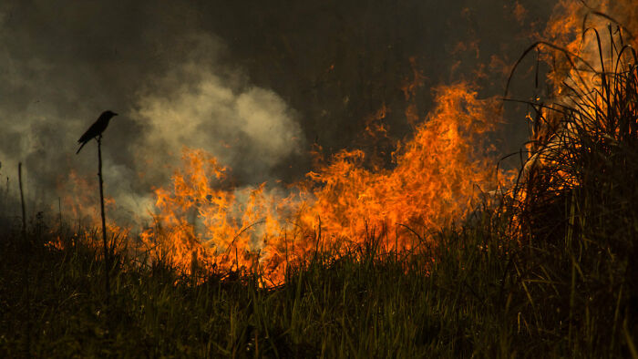 Birds In The Environment: Third Place, By Swayamsiddha Mohapatra