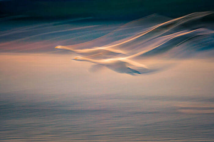 Birds In Flight: Third Place, By Shu Qing