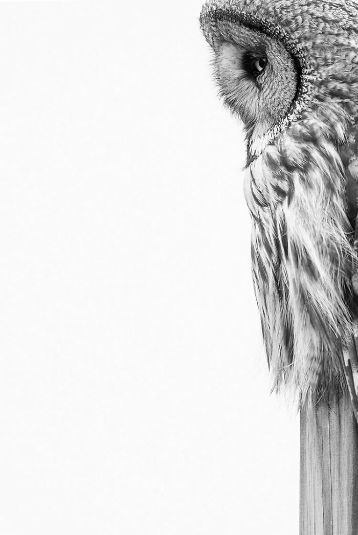 Black And White: Second Place, By Daniel Stenberg